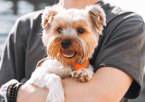 Man holding small dog